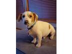 Adopt Scout a Dachshund / Terrier (Unknown Type, Medium) / Mixed dog in