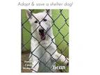 Adopt Bean a Husky, Shepherd