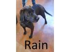 Adopt Rain a Coonhound, Retriever