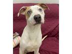 Adopt Katalena a Catahoula Leopard Dog, Labrador Retriever