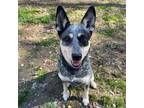 Adopt Gidget a Australian Cattle Dog / Blue Heeler