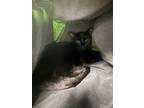 Adopt Serena a Domestic Short Hair