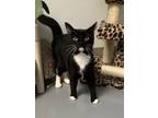 Adopt Tammy a Domestic Short Hair