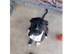 Adopt Aries a American Pit Bull Terrier / Mixed dog in Brownwood, TX (38523343)