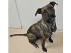 Adopt Abby Marie a Pit Bull Terrier, Mixed Breed