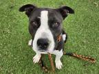 Adopt VELMA a Pit Bull Terrier