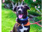 Adopt Lucy a Brindle Border Collie / Shepherd (Unknown Type) / Mixed dog in