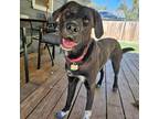Adopt Nova a Black Border Collie / Mixed dog in Wichita, KS (38359522)