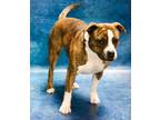 Adopt Princess a American Staffordshire Terrier
