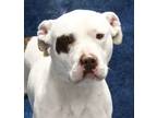 Adopt Thelma a American Staffordshire Terrier