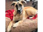 Adopt Ivy a Tan/Yellow/Fawn - with White Great Pyrenees / Shepherd (Unknown