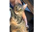 Adopt Whiskey a Brown Tabby Domestic Shorthair / Mixed cat in Phillipsburg