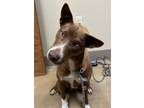 Adopt Crumbl a Cattle Dog, Mixed Breed