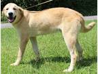 Adopt Jackson 37725 a Tan/Yellow/Fawn Great Pyrenees / Labrador Retriever /
