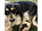 Adopt REMI a Foxhound, Mixed Breed