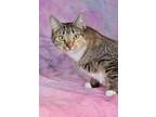 Adopt Tippy Toes a Domestic Short Hair