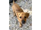 Adopt Mignon a Bull Terrier / Labrador Retriever / Mixed dog in Fulton