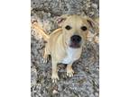 Adopt Kabob a Bull Terrier / Labrador Retriever / Mixed dog in Fulton