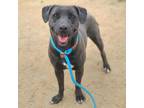 Adopt MINNIE a Pit Bull Terrier, Mixed Breed