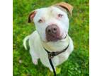 Adopt CHELSEA a Pit Bull Terrier, Mixed Breed