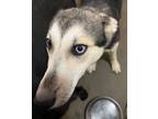 Adopt Faith a Husky / Mixed dog in Thompson Falls, MT (38537594)