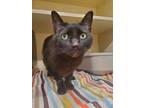 Adopt Tina a Domestic Shorthair / Mixed (short coat) cat in Bloomington