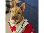 Adopt Annie a Tan/Yellow/Fawn German Shepherd Dog / Terrier (Unknown Type