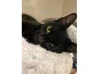 Adopt Portabella a Domestic Shorthair / Mixed (short coat) cat in Fall River