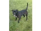 Adopt Osiris a Black - with White Bull Terrier dog in Deerfield, MI (38386939)