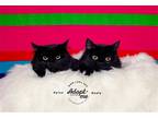Adopt Kylee a All Black Domestic Mediumhair / Mixed cat in Salt Lake City
