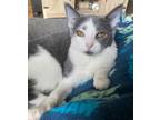 Adopt Callie a Domestic Shorthair / Mixed (short coat) cat in Warren