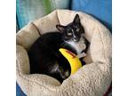 Adopt Trinket - Sweet Little Business Kitty a Domestic Short Hair