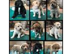 Adopt 5-week-old Lab mix puppies - 1 Female a Labrador Retriever