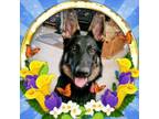 Adopt Sadie (LHS courtesy listing) a German Shepherd Dog