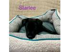 Adopt Starlee a Labrador Retriever