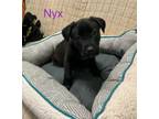 Adopt Nyx a Labrador Retriever