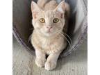 Adopt Sesame a Tan or Fawn Tabby Domestic Shorthair / Mixed cat in Decorah