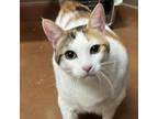 Adopt Peach a Domestic Short Hair