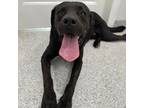 Adopt Frank a Black Labrador Retriever / Mixed Breed (Medium) / Mixed dog in