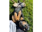 Adopt Leia a Rottweiler