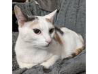 Adopt Rosie a Dilute Calico, Domestic Short Hair