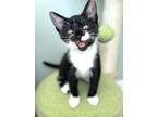 Adopt Cashew 4054 a Domestic Shorthair / Mixed cat in Vista, CA (38516492)