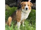 Adopt LASSIE a Mixed Breed, Australian Shepherd