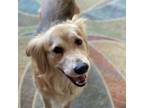 Adopt ZINNIA a Golden Retriever, Shepherd