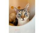 Adopt Hoka a Siamese, Domestic Short Hair