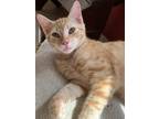 Adopt Tawny a Tabby