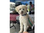 Adopt Mickey a White - with Tan, Yellow or Fawn Poodle (Miniature) / Mixed dog