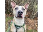 Adopt Billie Jean a Labrador Retriever dog in Whitestone, NY (35693435)