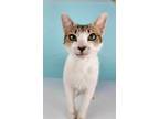 Adopt Pepper a White (Mostly) Domestic Shorthair / Mixed (short coat) cat in