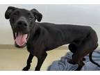 Adopt PEPPER a Great Dane